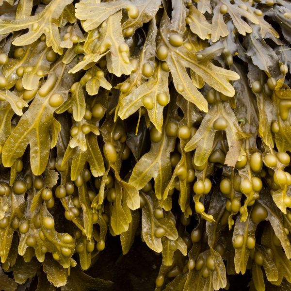 Bladderwrack (Fucus vesiculosus)