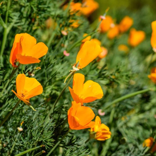 California poppy (Eschscholzia californica)
