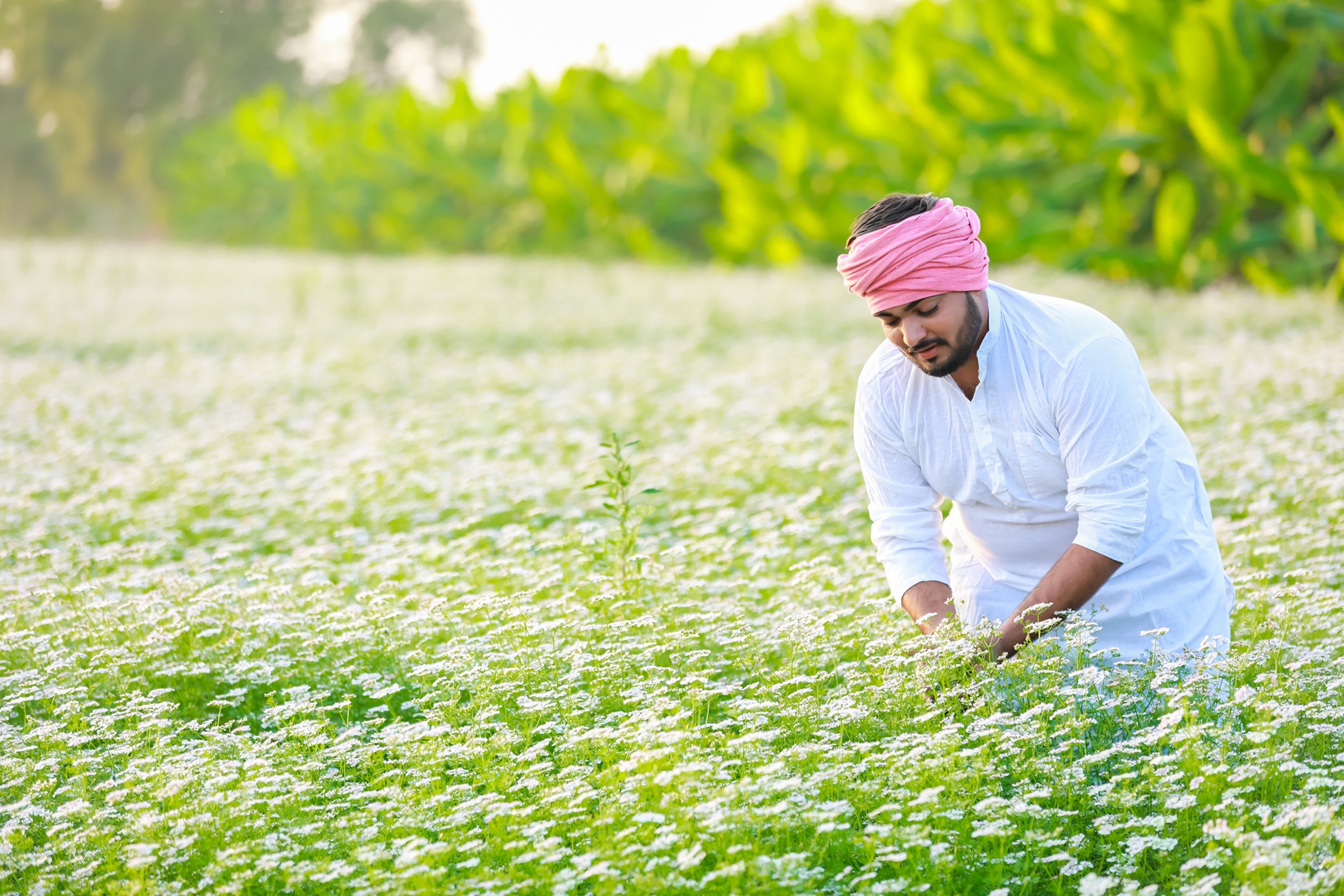 Ethnobotany and herbalism: The relationship between people and plants