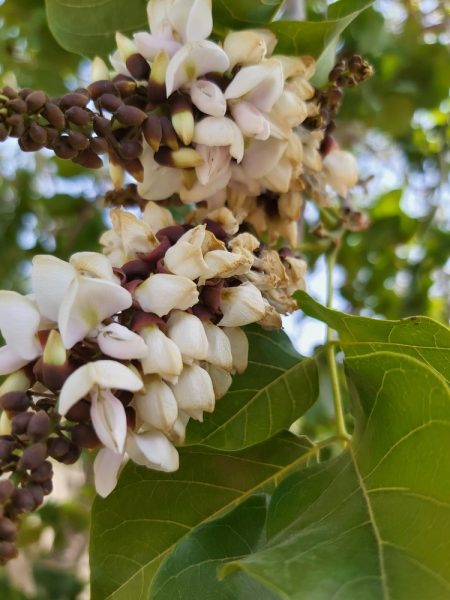Jamaican Dogwood flowers (Piscidia piscipula (L.) Sarg. (syn. P. erythrina L.))