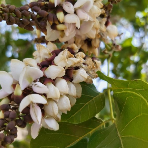 Jamaican Dogwood flowers (Piscidia piscipula (L.) Sarg. (syn. P. erythrina L.))