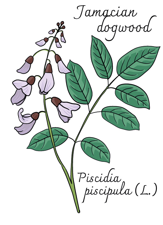 Jamaican Dogwood illustration (Piscidia piscipula L.)