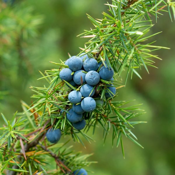 Juniper (Juniperus communis)