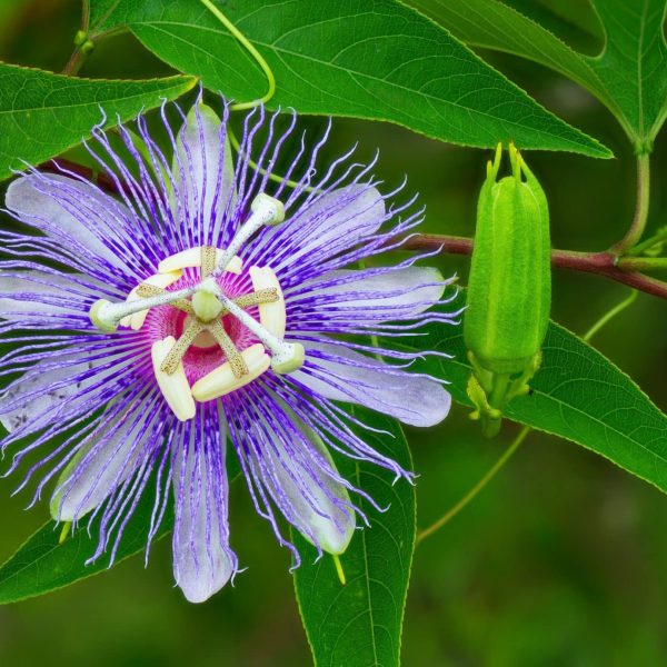 Passionflower (Passiflora incarnata)