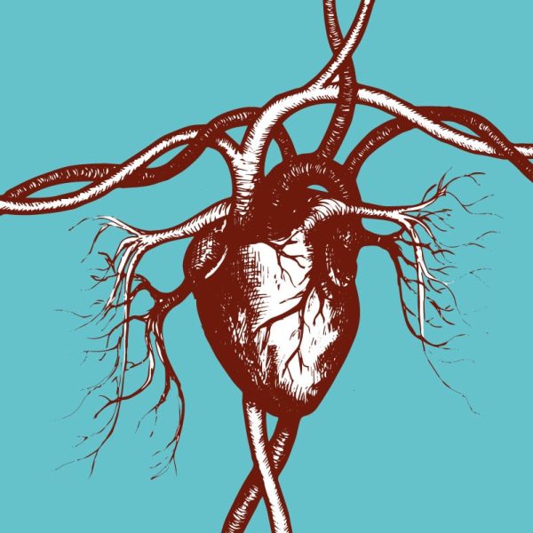 Cardiovascular system