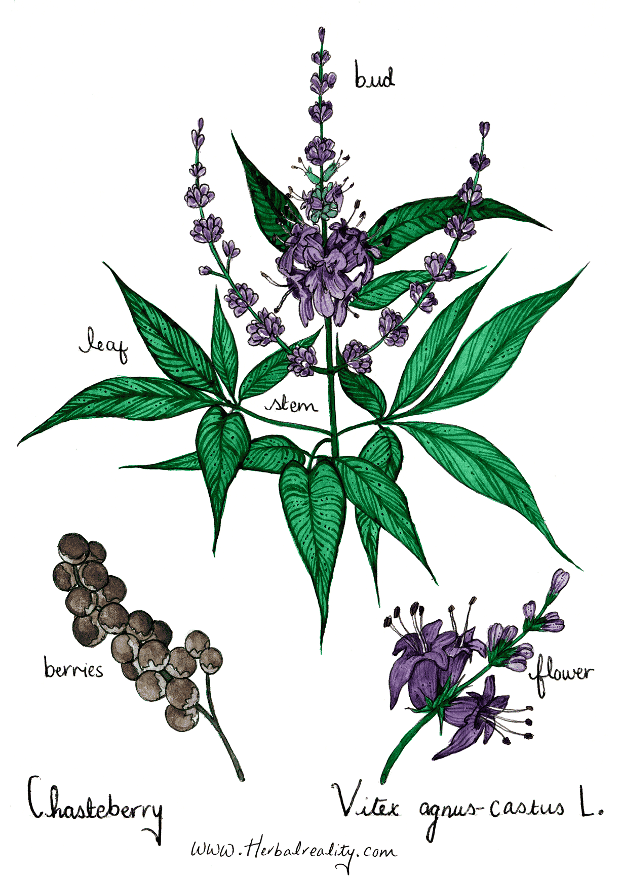 Chasteberry Agnux Castus Vitex